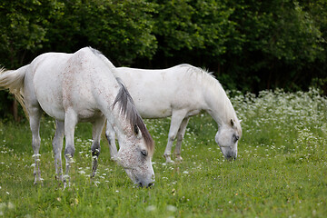 Image showing two white horse is grazing in a spring meadow