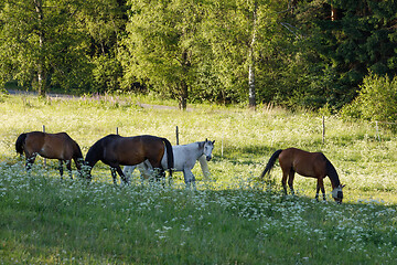 Image showing beautiful herd of horses graze in spring meadow