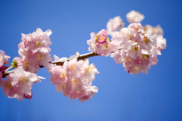 Image showing Branch with pink blossoms