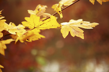 Image showing A branch with yellow leaves