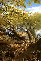 Image showing  A broken down tree next to a lake.