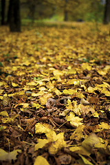 Image showing Autumn Leaves