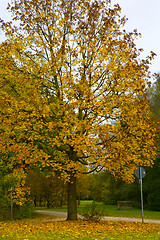 Image showing Autumn has come