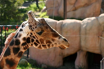 Image showing Baringo Giraffe