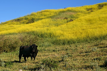 Image showing Bull