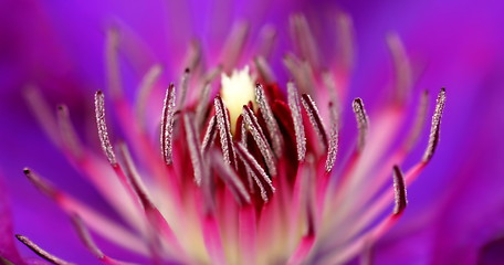 Image showing Inside of a flower