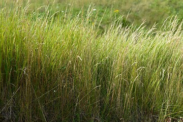 Image showing close-up of lush green grass 