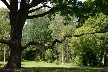 Image showing beautiful oak tree with a long horizontal branch