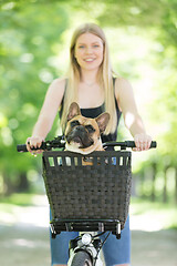 Image showing French bulldog dog enjoying riding in bycicle basket in city park