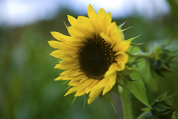 Image showing Sun flower