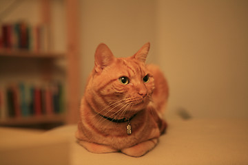 Image showing A red tomcat sitting on a couch