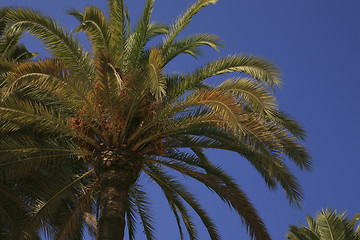 Image showing Palm tree in Barcelona