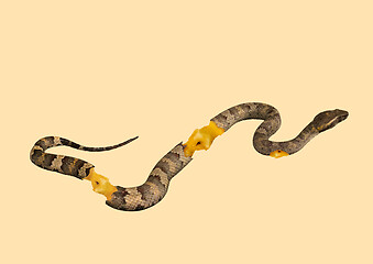 Image showing An alternative snake. Modern design. Contemporary art collage.