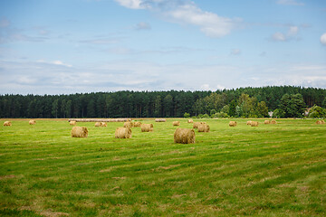 Image showing green meadow with hay rolls