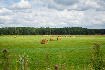 Image showing green meadow with hay rolls