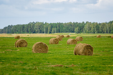 Image showing green meadow with hay rolls