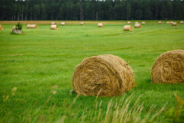 Image showing green meadow with hay rolls