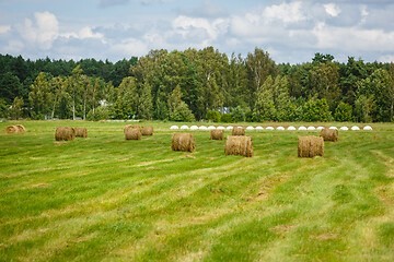 Image showing green meadow with hay rolls