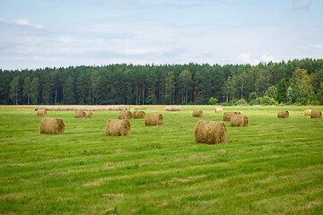 Image showing green meadow with hay rolls