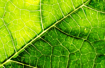 Image showing leaf background