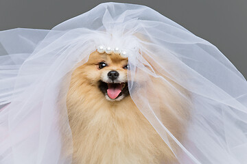 Image showing beautiful spitz bride on gray background