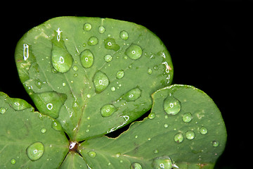 Image showing leaf texture