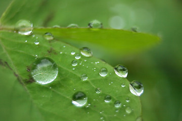 Image showing leaf background