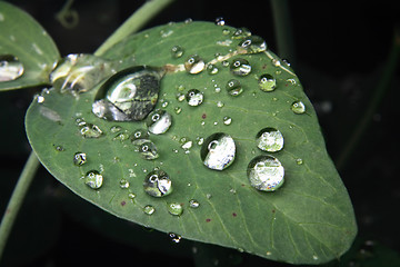 Image showing leaf background