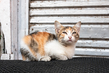 Image showing cats of Cairo