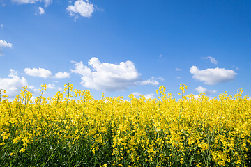 Image showing rape field spring background