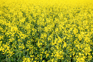 Image showing rape field spring background