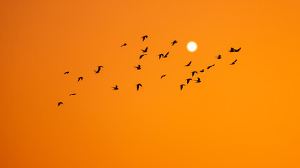 Image showing birds swarm in the orange sunset sky