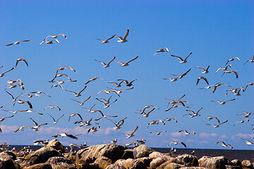 Image showing Seagulls