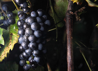 Image showing red grapes