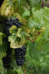 Image showing red grapes