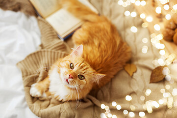 Image showing red tabby cat lying on blanket at home in autumn