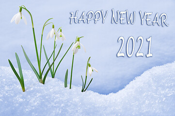 Image showing New Year 2021 greeting card, group of snowdrops, Happy New Year text in English language