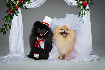 Image showing dog wedding couple under flower arch