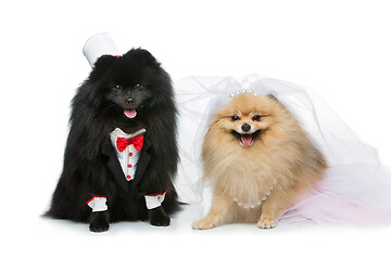 Image showing dog wedding couple isolated on white