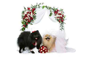 Image showing dog wedding couple under flower arch