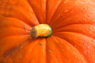 Image showing pumpkin background