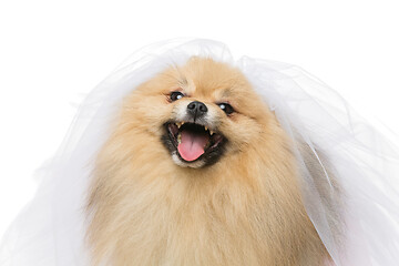 Image showing beautiful spitz bride isolated on white