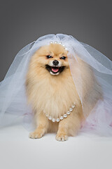 Image showing beautiful spitz bride on gray background