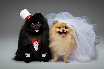 Image showing Spitz dog wedding couple