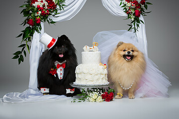 Image showing dog wedding couple under flower arch