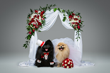 Image showing dog wedding couple under flower arch