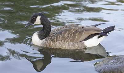 Image showing Canadian goose