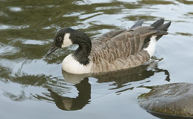 Image showing Canadian goose.