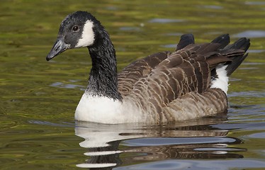 Image showing Canadian goose