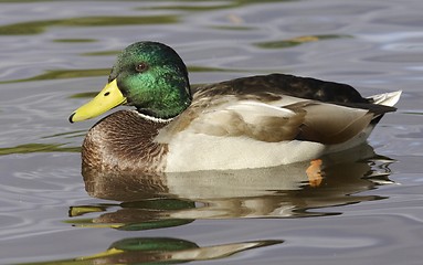 Image showing Mallard in the water. 